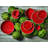 Watermelon Earthenware Abstract Charger