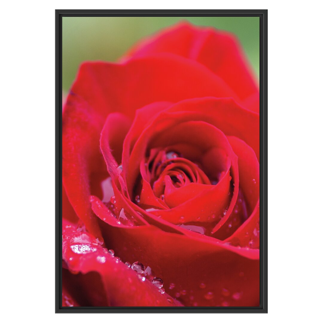 Gerahmtes Wandbild Rose mit Wassertropfen