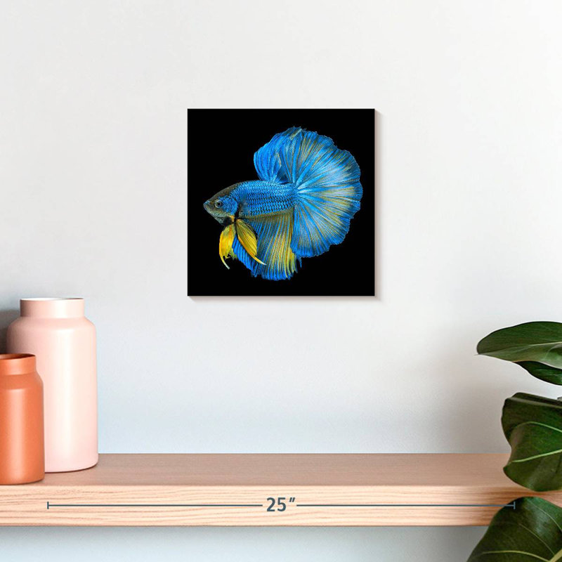 Crowle Halfmoon Betta Fish, 10" H x 10" W
