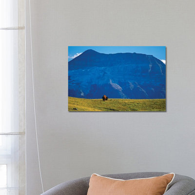 Canada, Alberta, Waterton National Park. Bison And Sofa Mountain. - Wrapped Canvas Print