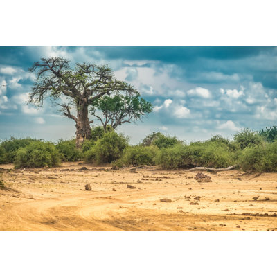 Baobab au Botswana - photographie sur toile tendue