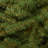 Spruce Christmas Tree-860248362