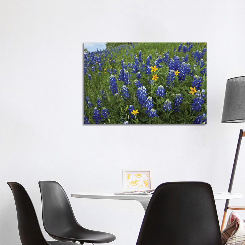 Bluebonnet And Texas Yellowstar Meadow, Cedar Hill State Park, Texas by Tim Fitzharris - Wrapped Canvas Print