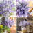 Lavender Arrangement-1205311665-1205311667
