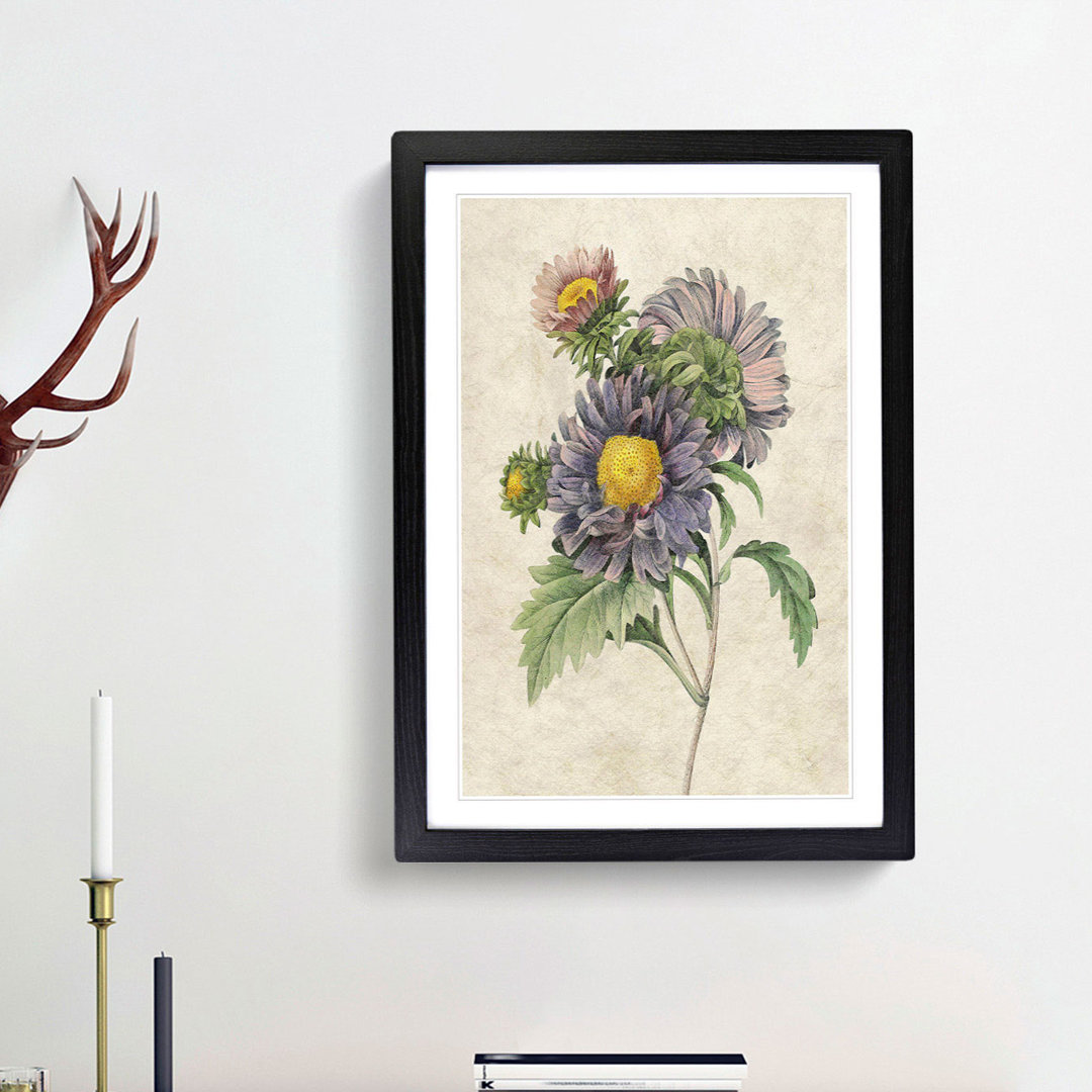 China Aster Flowers by Pierre-Joseph Redoute - Framed Print