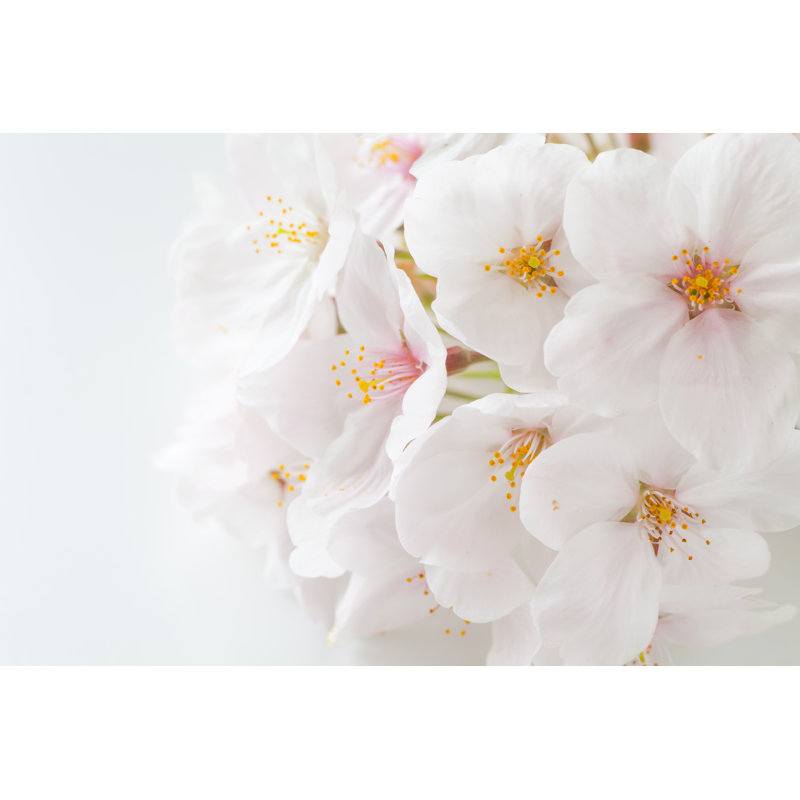 Fleur de cerisier - Photographie sur toile, H 8 po x l 12 po