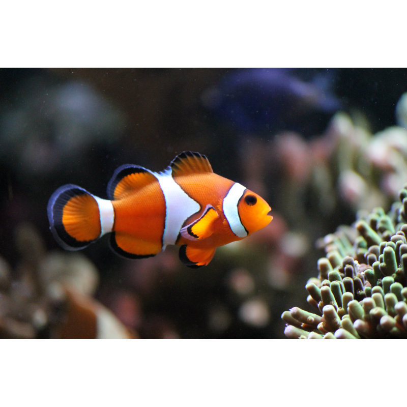 " Clownfish Swimming " by Cheekylorns, 8" H x 12" W x 1.25" D