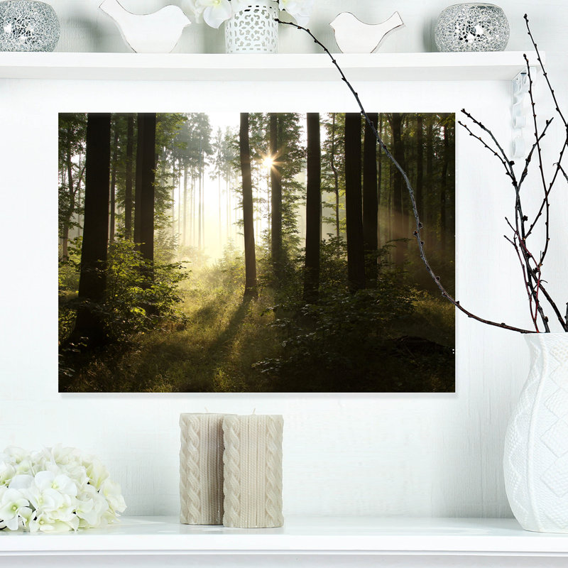 «Early Morning Sun in Misty Forest», reproduction de photo sur toile, H 8 po x l 12 po x P 1 po, Toile tendue