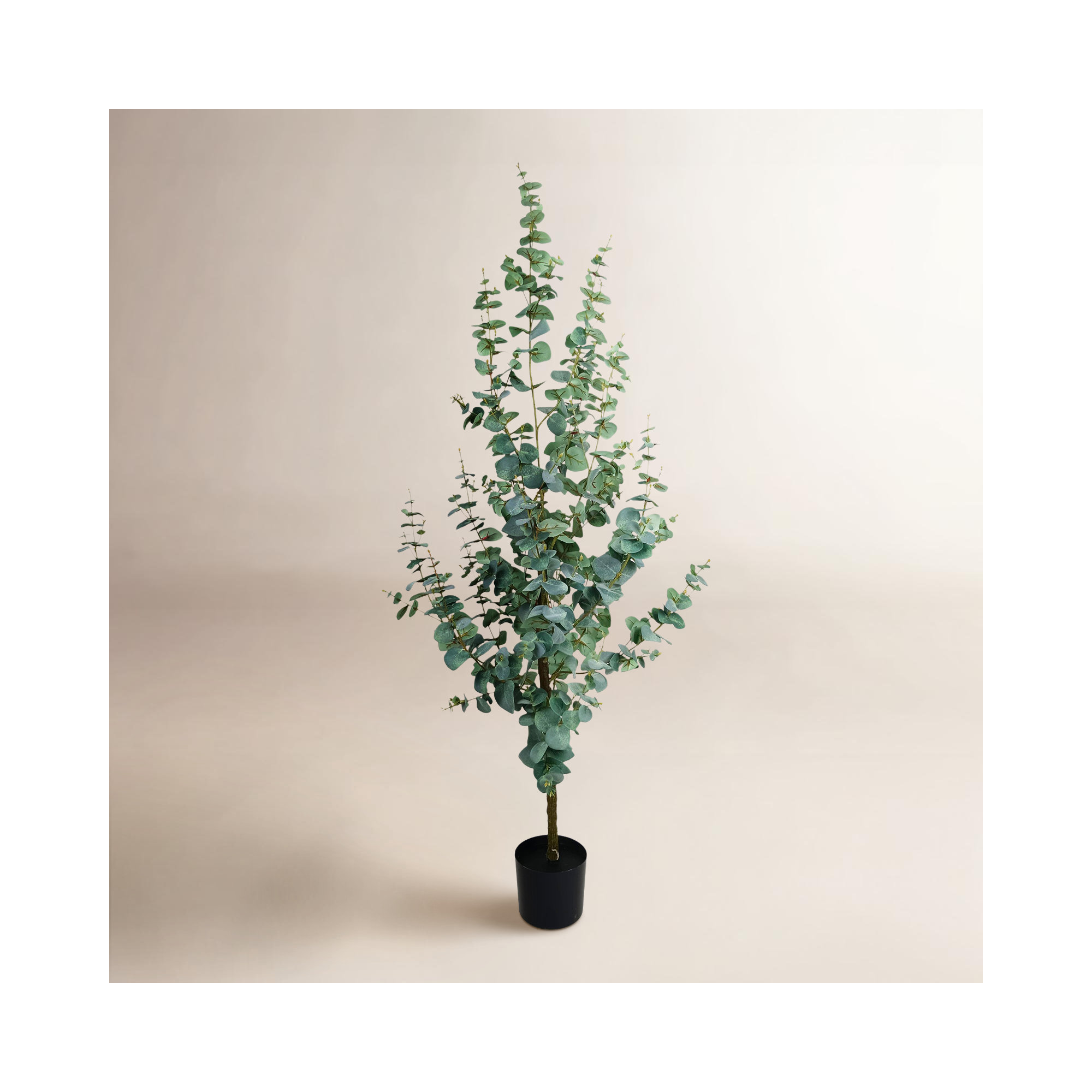 59'' Plant