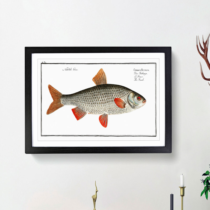 Roach Fish by M.E. Bloch - Picture Frame Painting Print, 48cm H x 65cm W x 2cm D, Black Framed