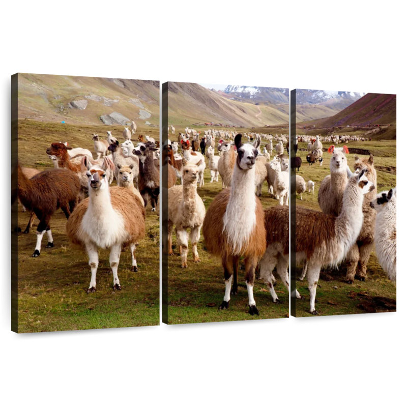 Brampt Peruvian Alpacas And Llamas, 20" H x 33" W