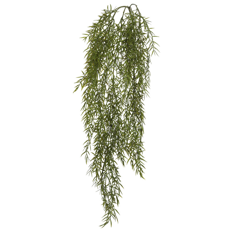 Plante à feuillage de vigne