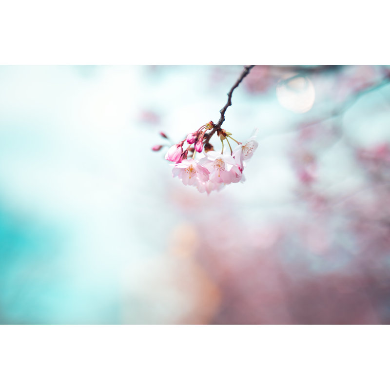 Cherry Blossom - Wrapped Canvas Print, 61cm H x 91cm W x 3.8cm D