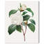 Toile de camélia blanc par Art Remedy-113420526-113420528-113420532