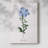 Cape Leadwort -Gallery Wrapped Cavas
