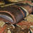 Frazee Southwestern Indoor Rug-214508103
