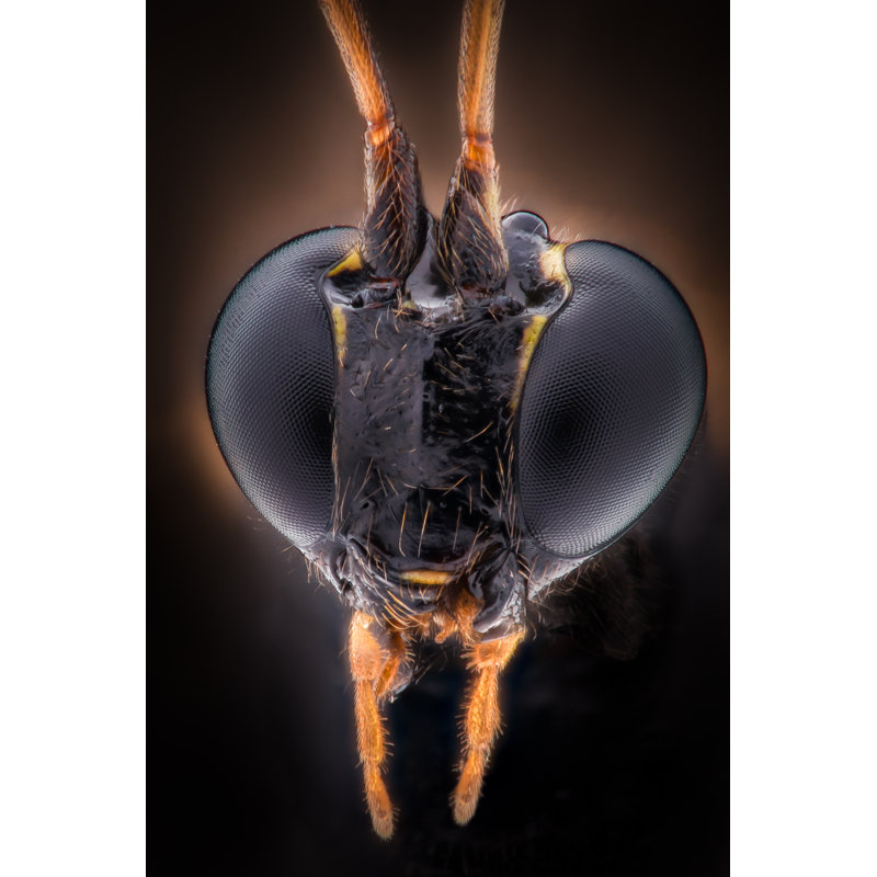 Brydon Black Wasp Head - Wrapped Canvas Print, 46cm H x 30cm W x 3.8cm D