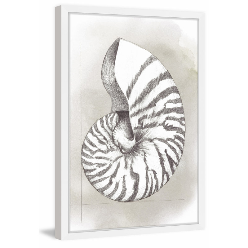 Mathieu " Shell Diagram III " by Grace Popp, 30" H x 20" W x 1.5" D, White Framed Paper