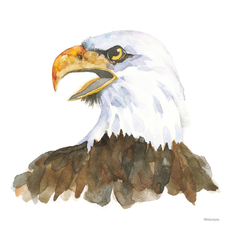 " Bald Eagle " by Kathy Ferguson Painting Print, 30" H x 30" W x 1.25" D