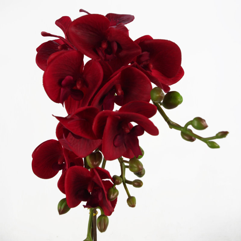 Anneus 50cm Plant