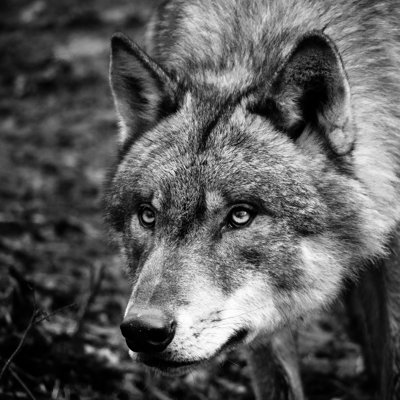 Portrait de loup noir et blanc sur toile Cochise par Zizar2002