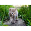 Enclos pour animaux Rockmart