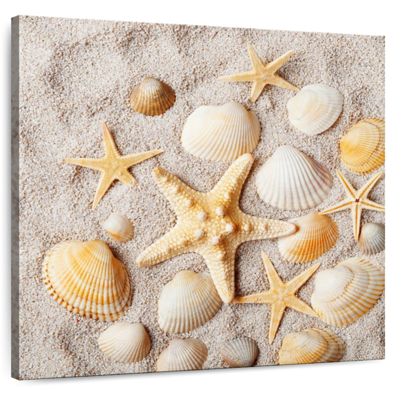 Aletra Decorative Seashells, 24" H x 24" W