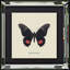 Single Picture Frame Print