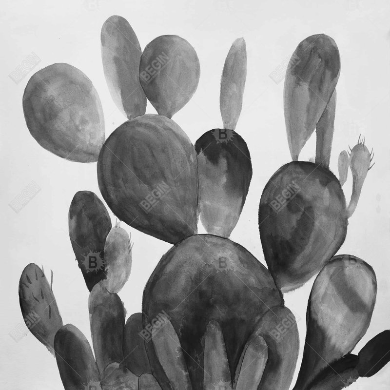«Grayscale Paddle Cactus Plant» sur toile