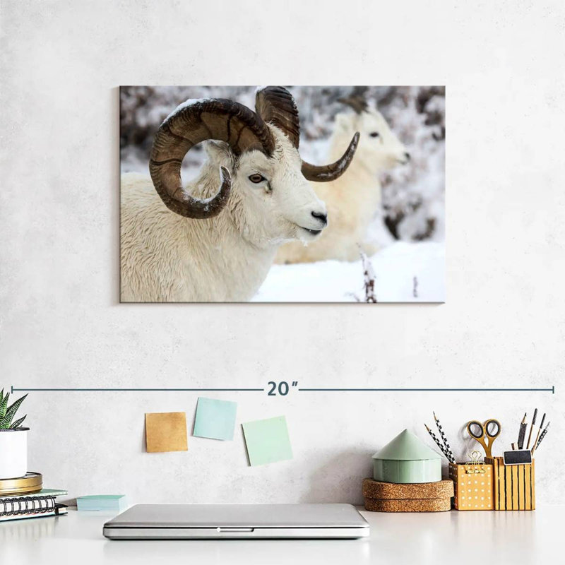 Winter Dall Sheep
