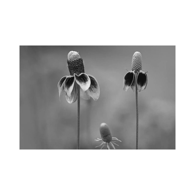 Mexican Hat Close Up Of Petals, North America by Tim Fitzharris - Gallery-Wrapped Canvas Giclée on Canvas, Canvas