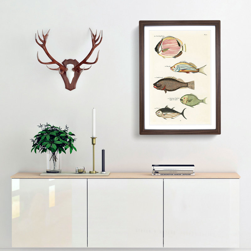 East Indies Fish Illustrations Fol. 20 by Louis Renard - Picture Frame Painting Print, 48cm H x 36cm W x 2cm D, Walnut Framed
