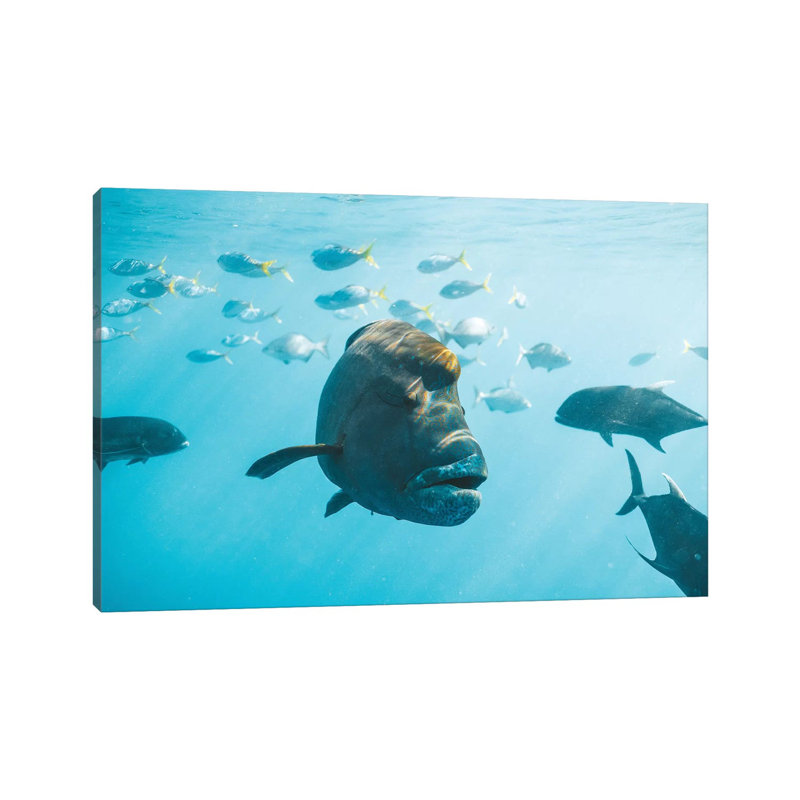 Maori Wrasse Underwater Nature Fish Reef by James Vodicka - Wrapped Canvas Gallery-Wrapped Canvas Giclée