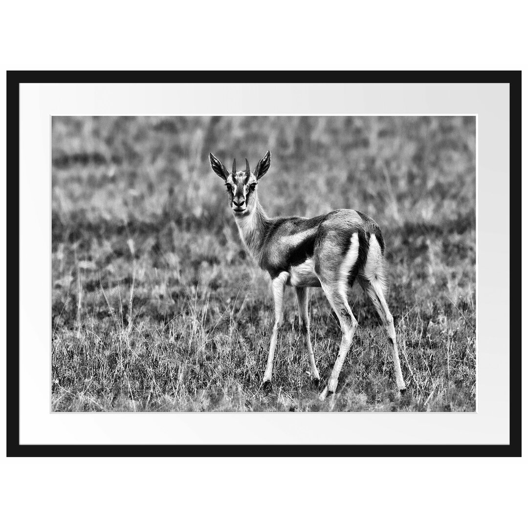 Gerahmtes Poster Prächtige Gazelle auf Wiese