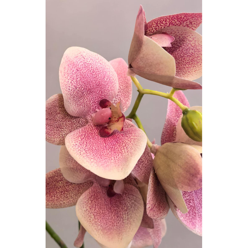 PHALAENOPSIS 2 BRANCHES,PU, Rose