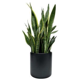 Fiberglass Round Pot Planter