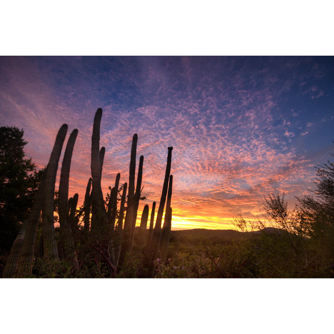 Sonnenuntergang in der Sonoran-Wüste von Grandriver - Leinwandbild