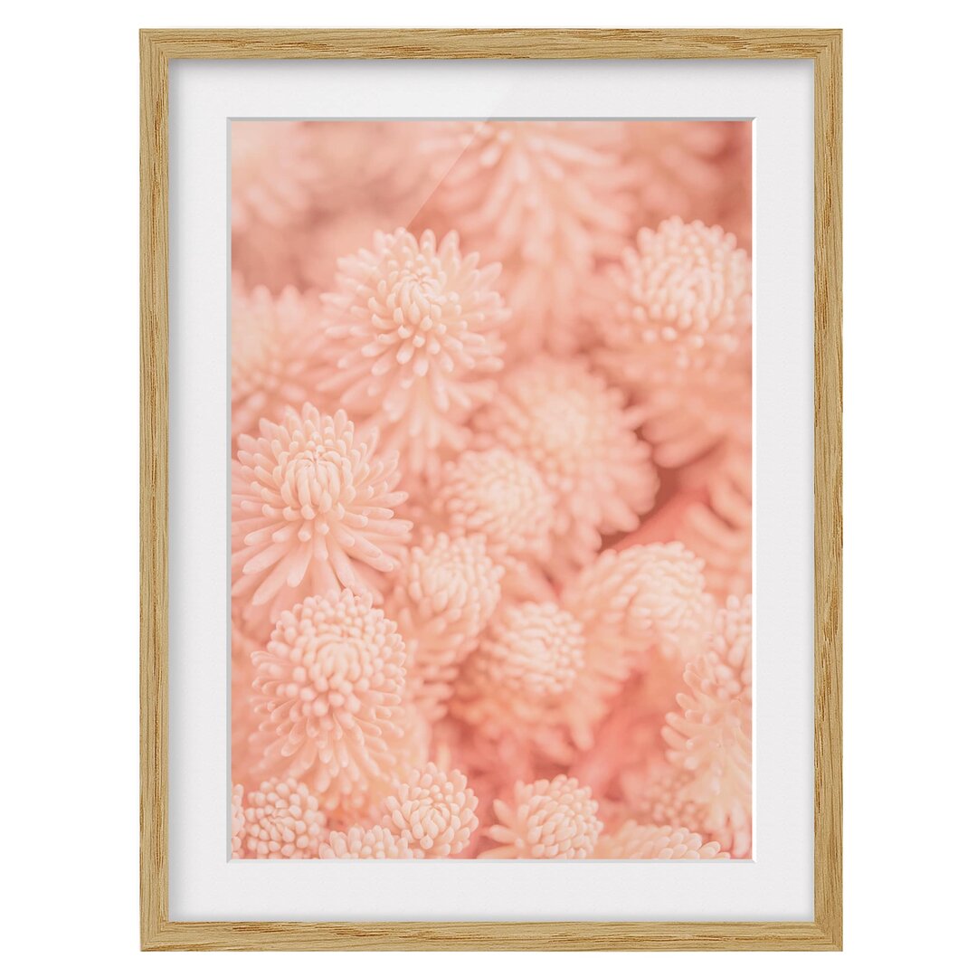 Gerahmtes Papierbild Rosa Blütenzauber Sedum