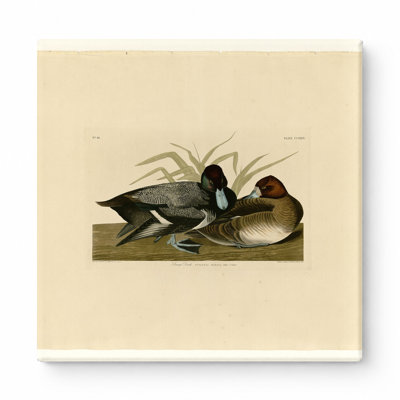 Scaup Duck (Plate CCCXXIX) — Square Canvas Wall Art