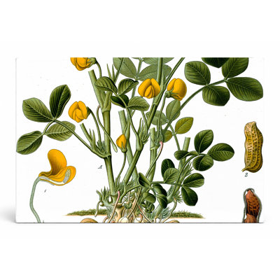 Arachis hypogaea (plante aux arachides) - Plantes, plantes 163, art mural sur toile