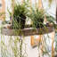 Plante usnea artificielle-1023420030
