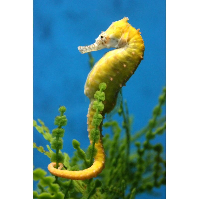 Hippocampes par Fly1210 - Photographie sur toile tendue, H 18 po x l 12 po