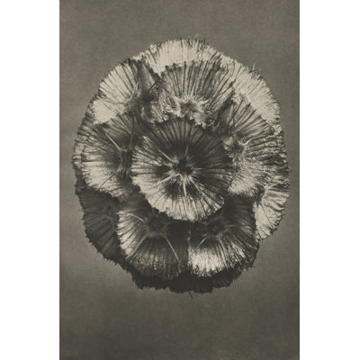 Blossfeldt Flower III by Karl Blossfeldt - Photograph Print