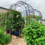 Arche de jardin treillis pour plantes - thermolaquée, 15,67 po Large, en métal noir,