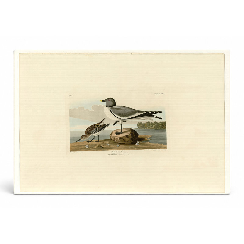 Goéland à la fourche, plaque 285 - paysage, art mural sur toile, L 18 po x H 12 po