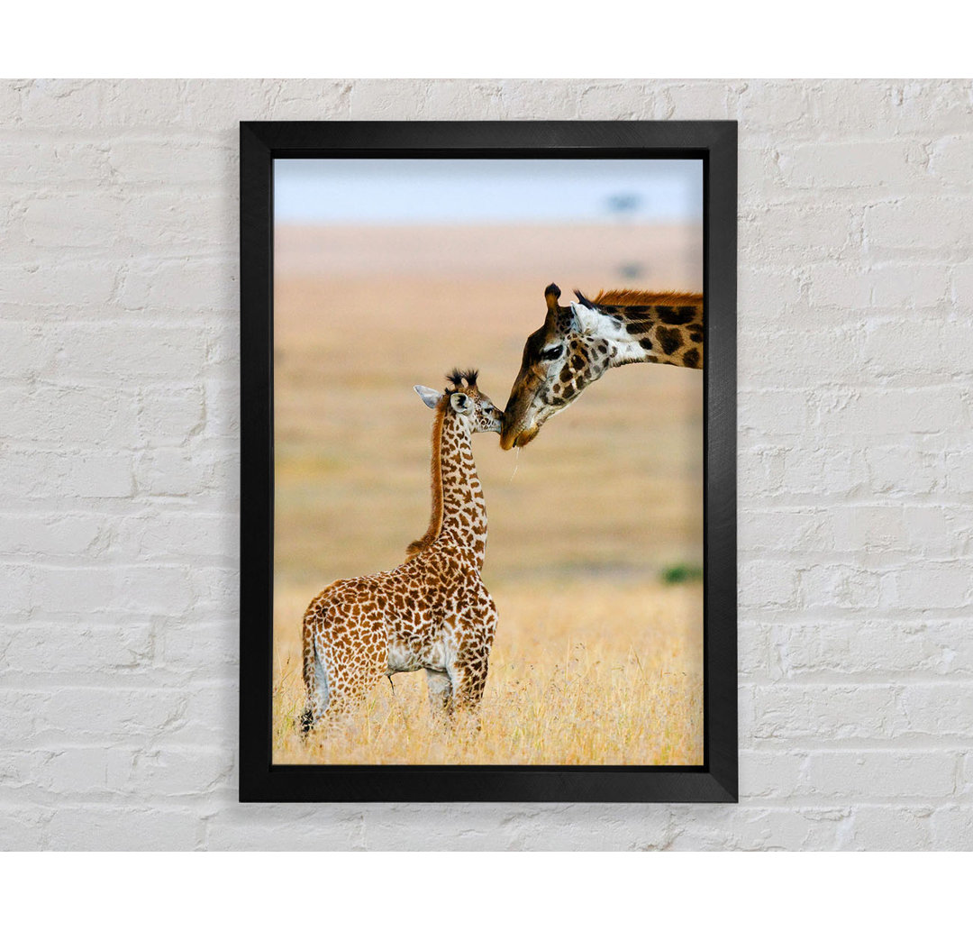 Baby Giraffe Love - Einzelner Bilderrahmen Kunstdrucke