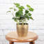 Live Green Ivy Plant in Classic Pot