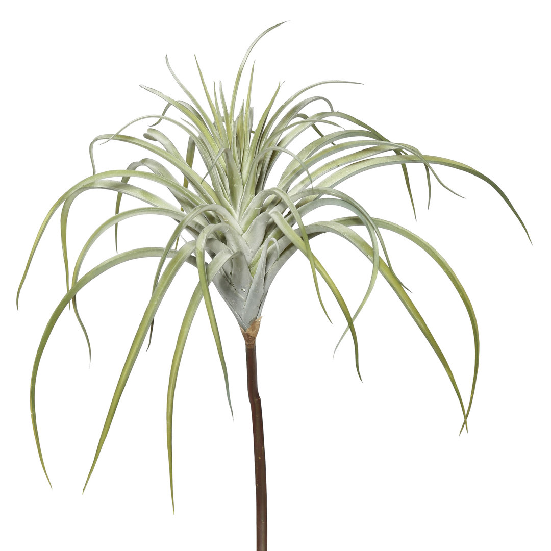 Tillandsia Arrangement (Set of 4) Bay Isle Home™