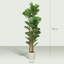 Plant-1456023048