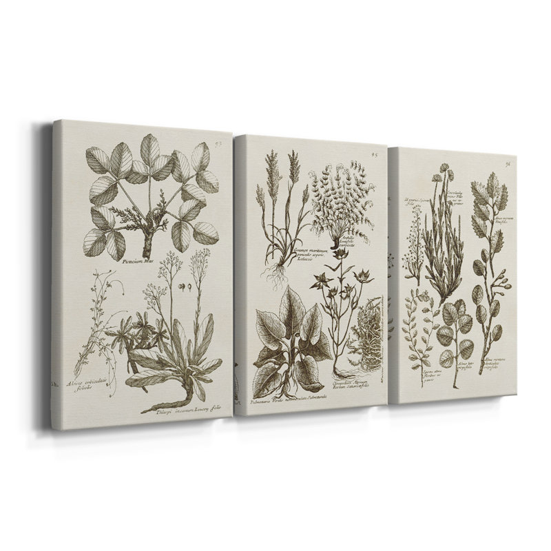 Sépia Botanical Journal VI - Toile tendue sur mesure - 3 pièces, H 12 po x l 24 po